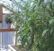 Aquaponics