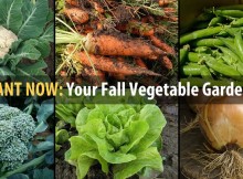 Plant Your Fall Garden