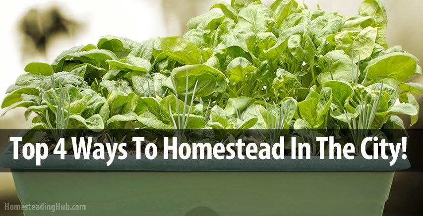 Apartment Homesteading: Top 4 Ways To Homestead In The City!