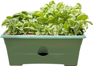 Vegetables in Container